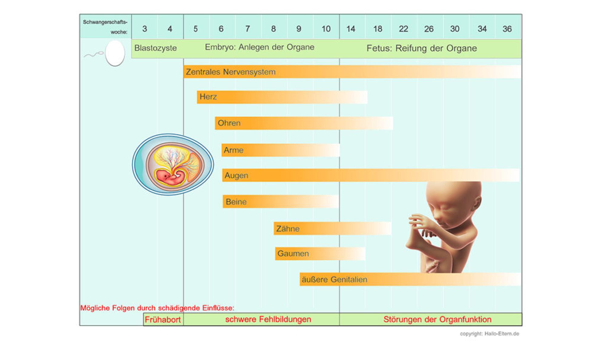 In Welcher Ssw Kommen Die Meisten Baby Statistik
