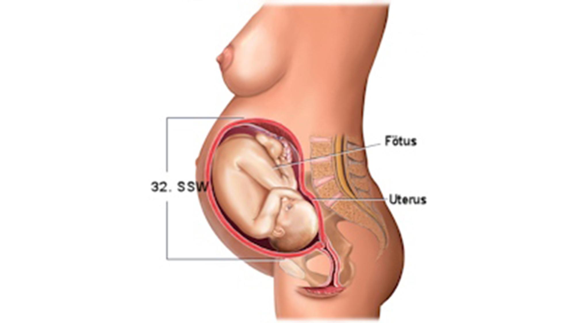 Entwicklung Embryo Fotus Grossen Tabelle Bilder Hallo Eltern 