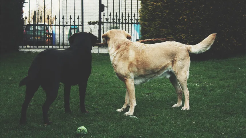 Zwei Hunde stehen vor dem Gartentor