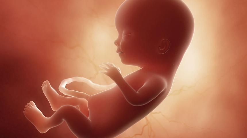 Embryo in der 15. SSW