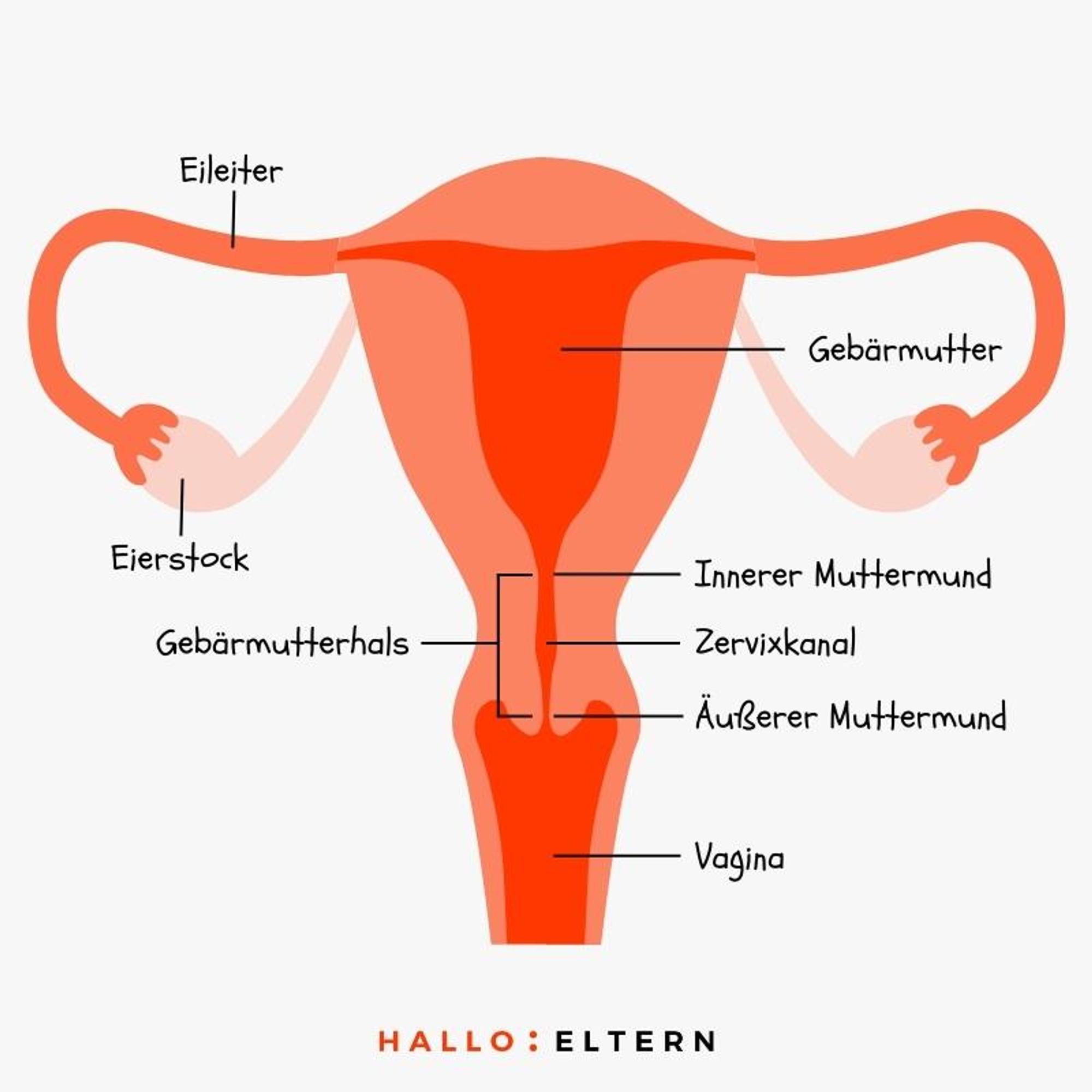 Anatomie des Muttermund