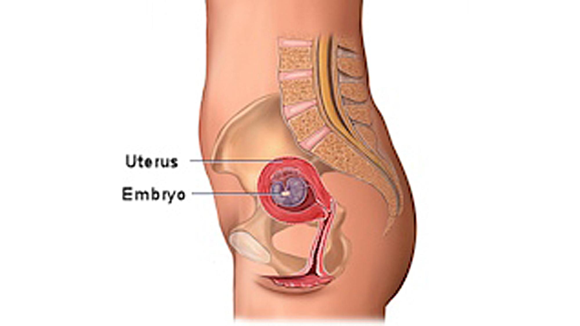 entwicklung-embryo-4-ssw