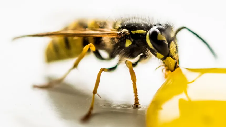 Wespen vertreiben: Tipps, wie du dein Kind vor Wespen schützt