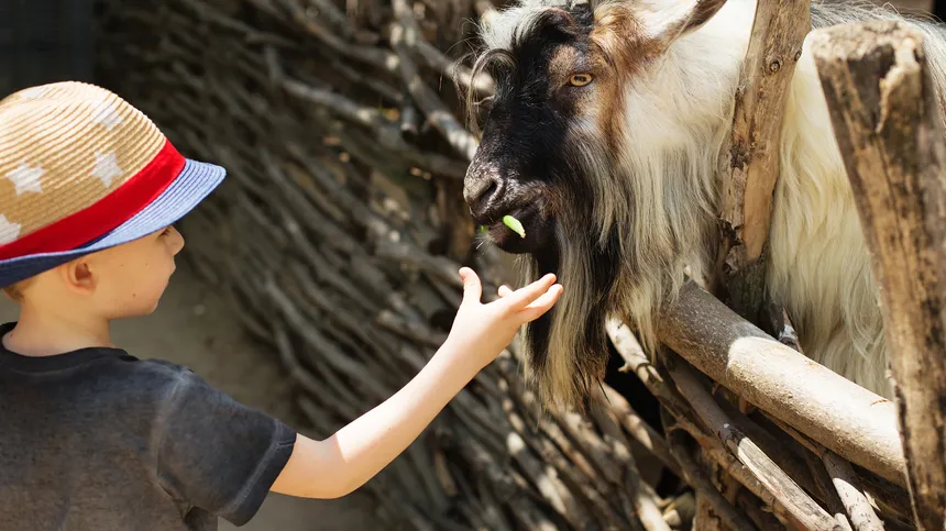 Junge streichelt eine Ziege in einem Zoo