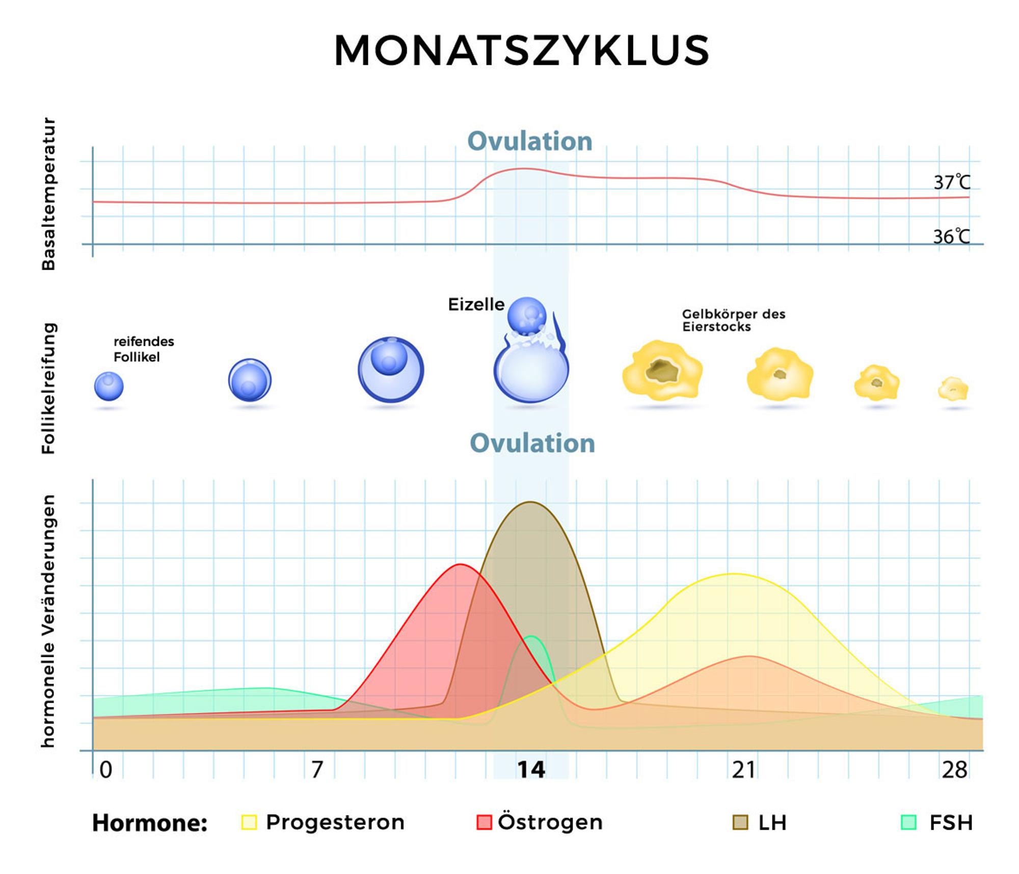 Grafik: Monatszyklus mit hormoneller Veränderung