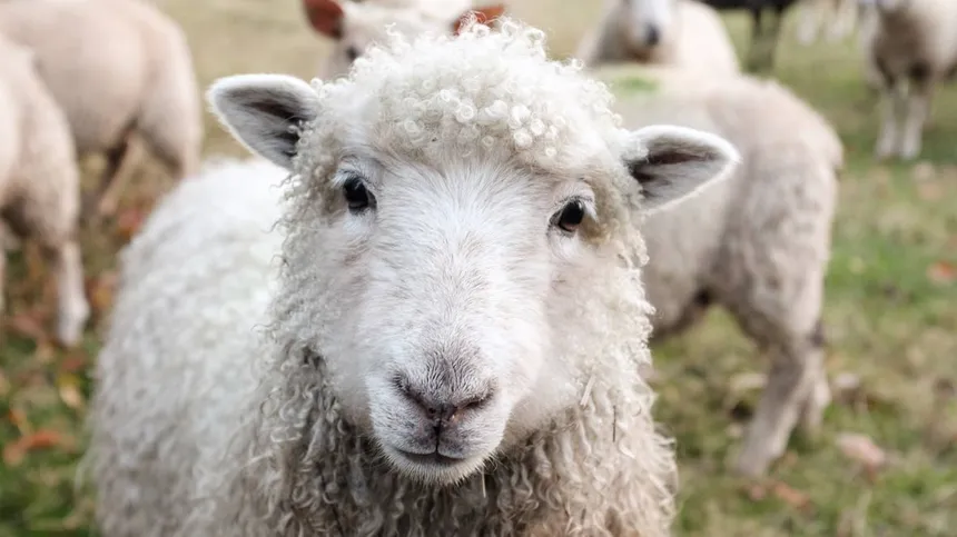 Heilwolle: Schaf schaut in die Kamera