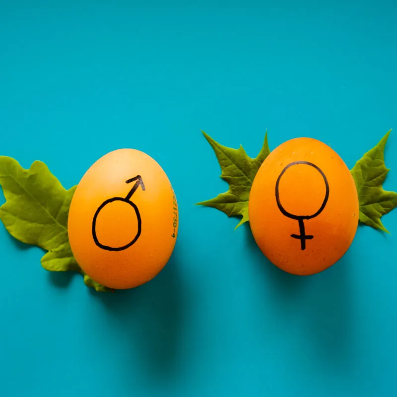 Eier mit Geschlechtersymbolen