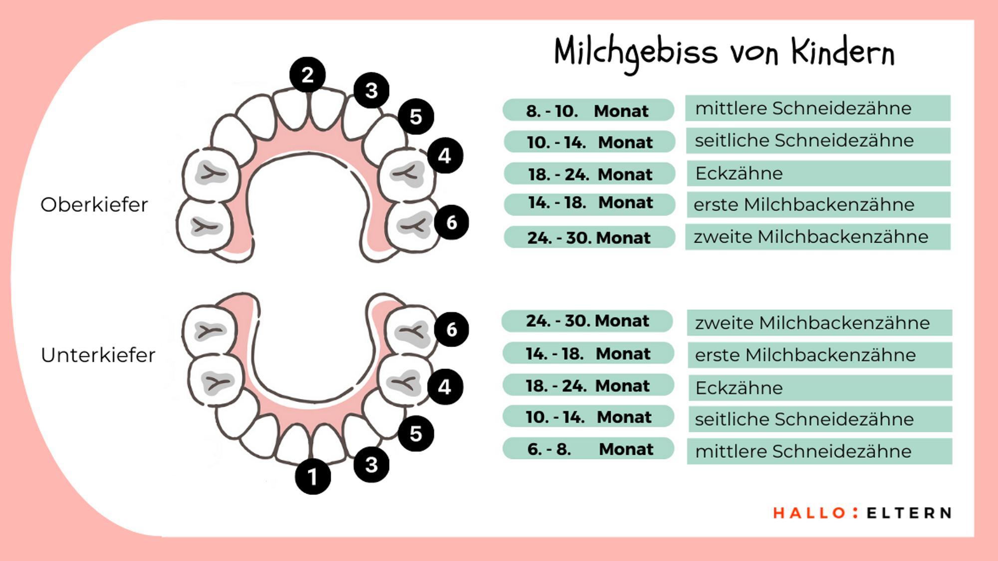Grafik: Milchgebiss von Kindern - Reihenfolge des Zahndurchbruchs