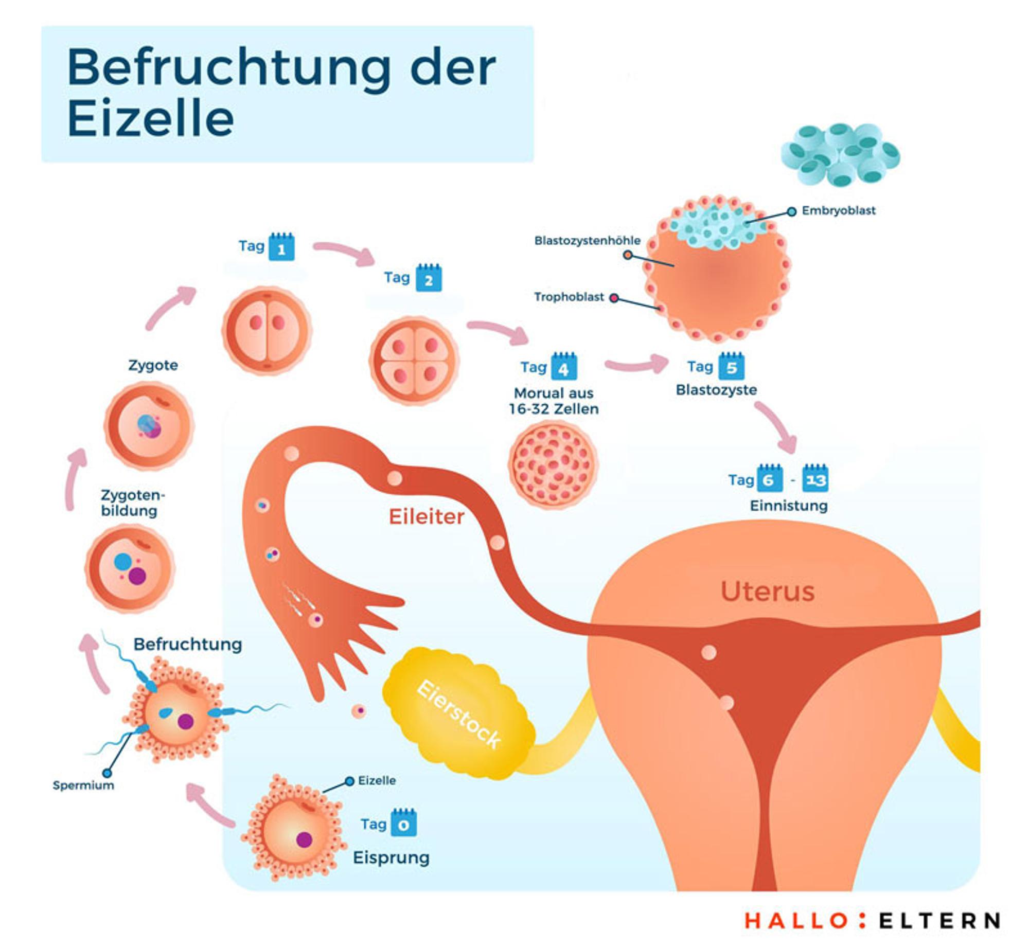Einnistungsblutung schwangerschaftstest