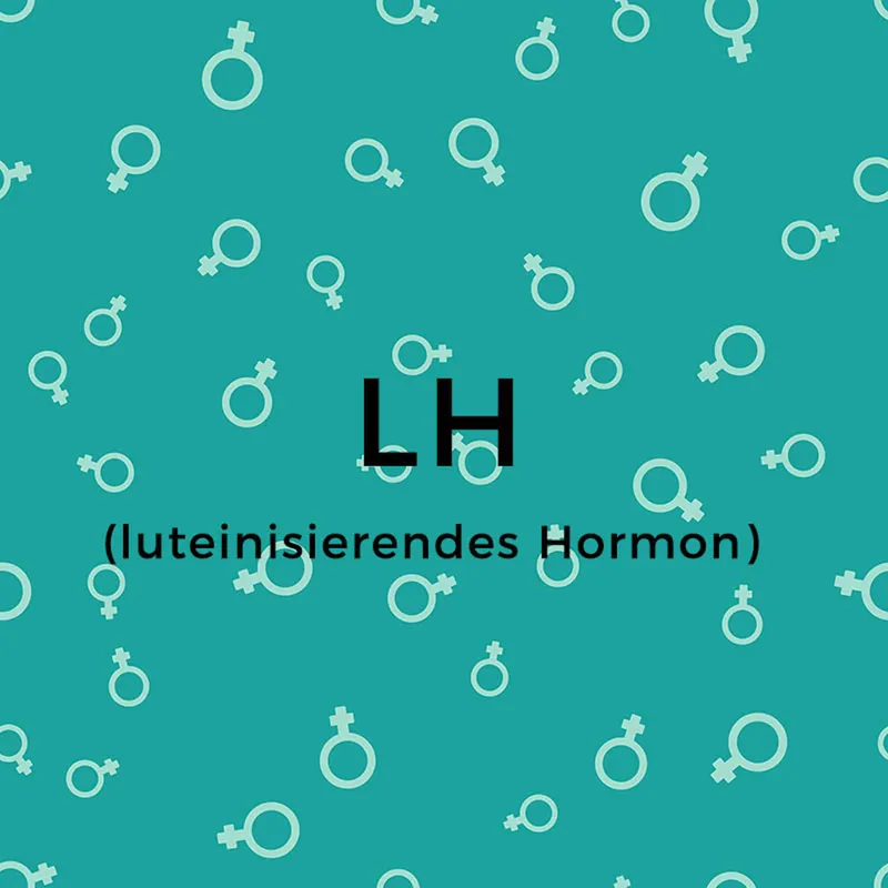 weibliche Hormone: LH