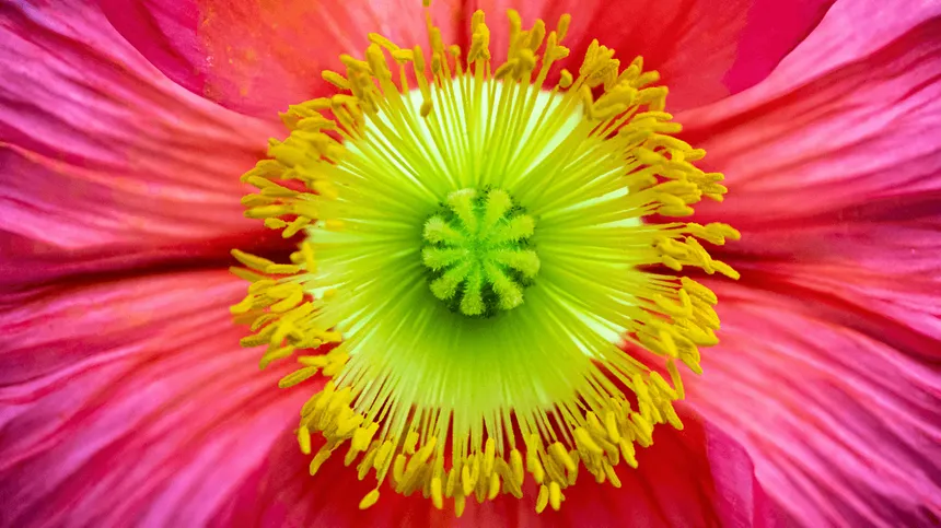 Blume symolisiert den weiblichen Menstruationszyklus