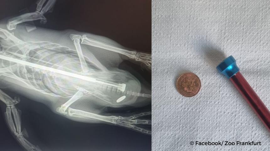 Röntgenbild eines Pinguins mit verschluckter Münze