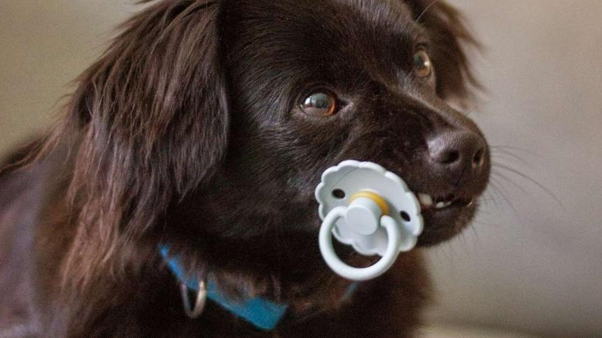 Symbolbild: Hund mit Schnuller im Mund