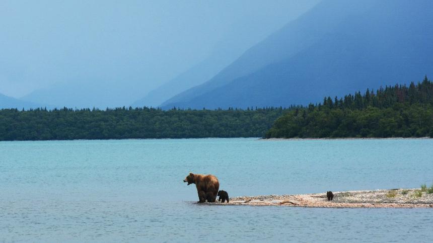 Eine Bärin und ihre Welpen am Wasser in Alaska
