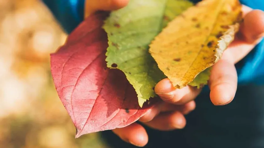 Fingerspiele: Herbstblätter in Kinderhänden