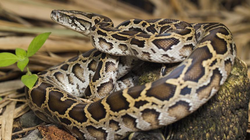 Symbolbild einer Python-Schlange